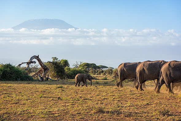 A herd of Elephants in front of Mount Kilimanjaro