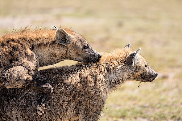 Hyänen-Paarung im Amboseli NP