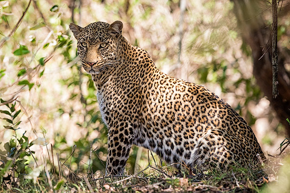Gut getarnt: Leopard im Gebüsch