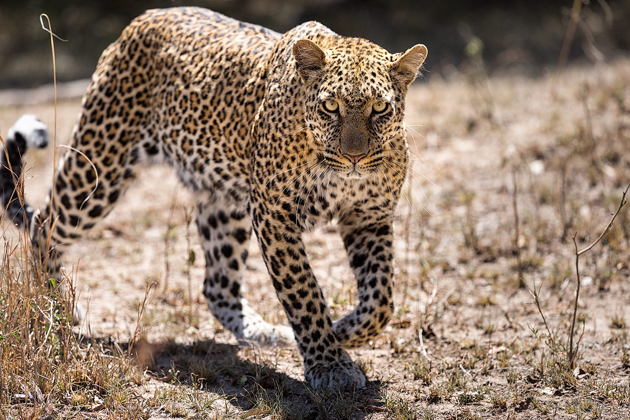 Augenkontakt mit einem Leoparden – ein Wahnsinnsgefühl. Masai Mara, Kenya.
