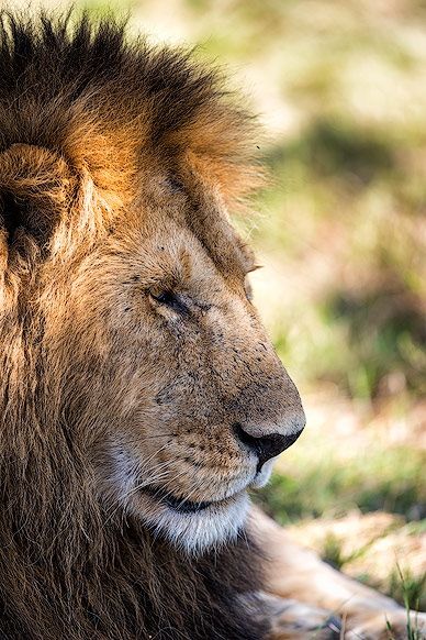 Löwe – Der König der Tiere