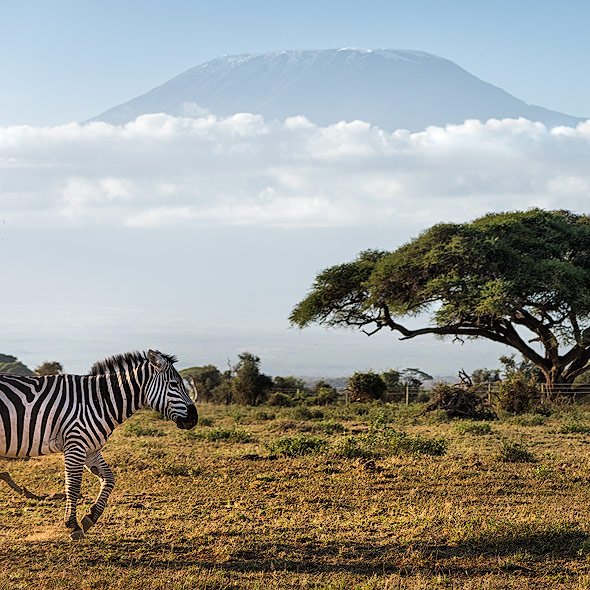Kilimanjaro und Zebras