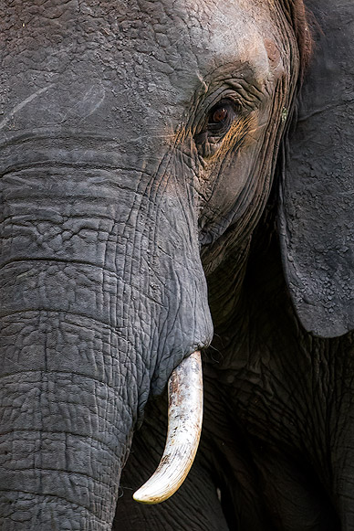 Portrait eines Elefanten