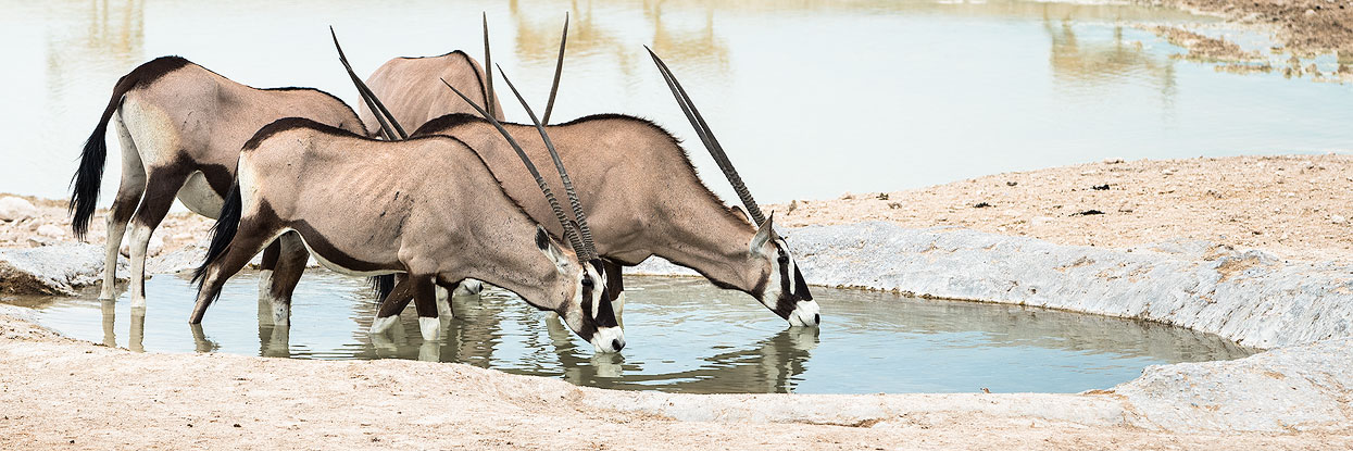 Oryxantilopen beim trinken