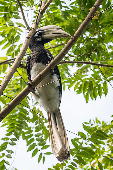 Hornbills — Love Birds of Borneo