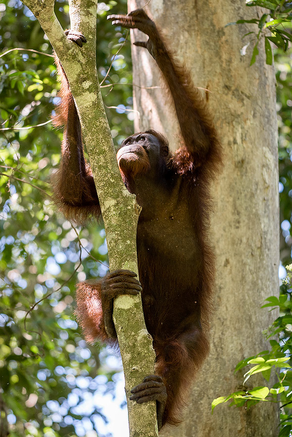 Orangutan is only found in Borneo and Sumatra
