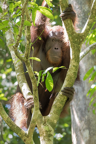 Orangutan of Borneo