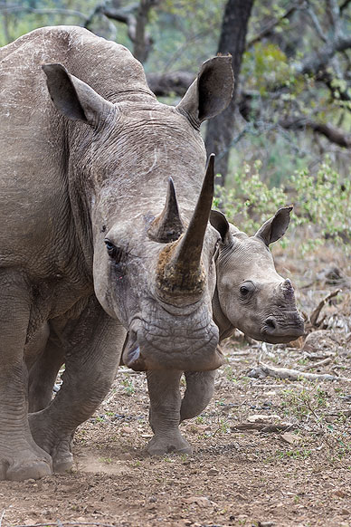 Nashorn-Baby mit Mutter