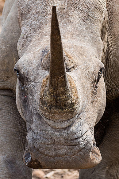 Eye contact with a white Rhino
