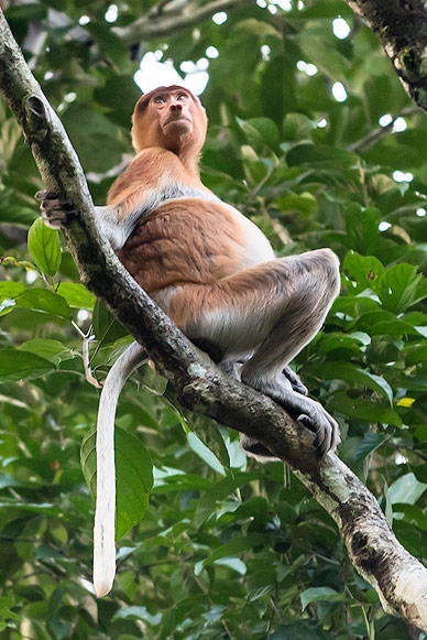 The Wildly Bizarre Proboscis Monkey