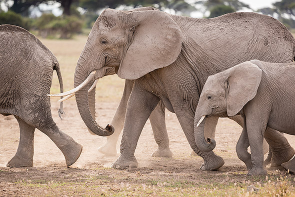 Elefant – Subtile Herdenintelligenz