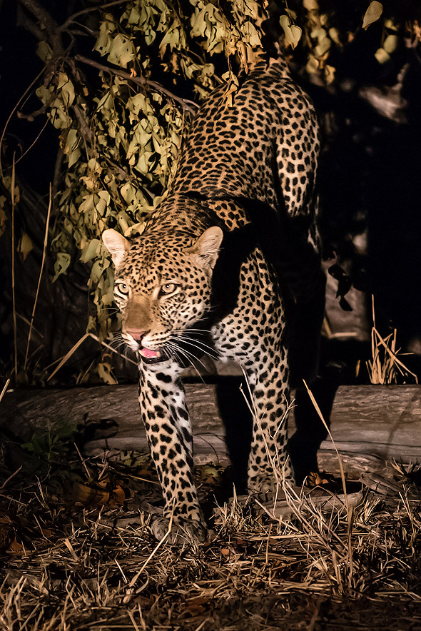 Leopard – Die Eleganz der Katze