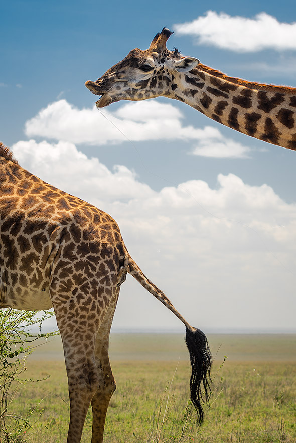 Masai giraffe in Serengeti National Park