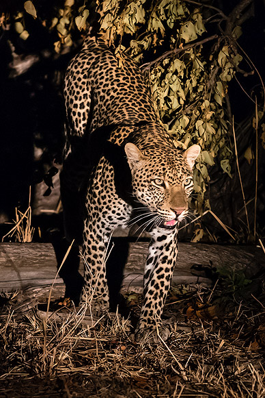 Night Game Drive with a Leopard