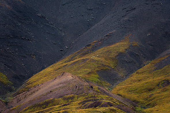 The little white dots are Dall Sheeps. Taken with a 300mm lens at the Denali NP