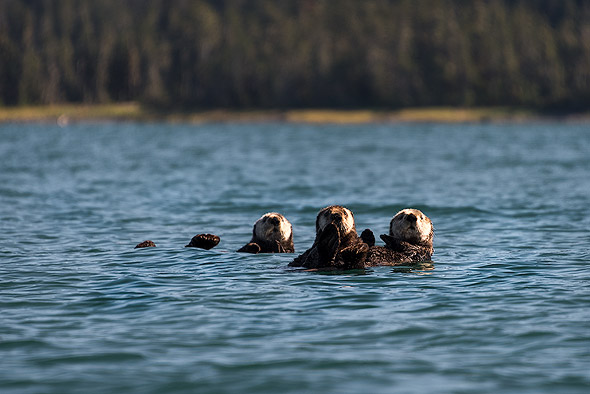 A Kayak allows you to get really close to sea otters