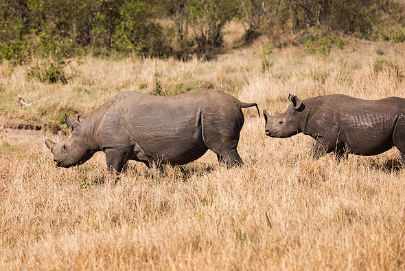 Very lucky to get two black Rhinos on one picture