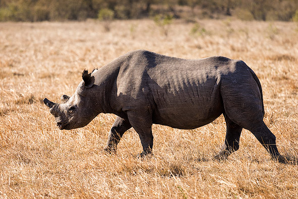 The Black Rhino has suffered a catastrophic 98% decline