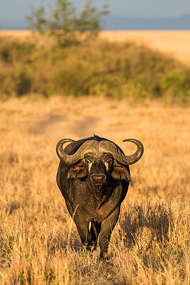 Another member of the Big 5: Buffalo