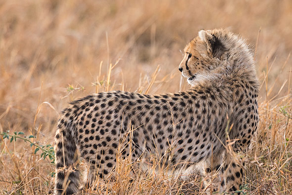 Gepard-Baby schaut nach ihrer Mutter