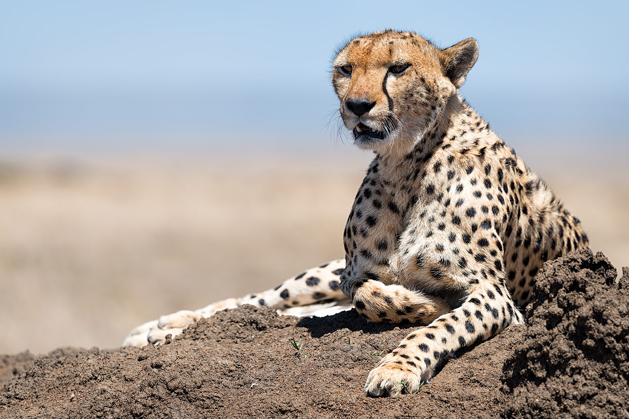 Cheetah in the Savannah of Masai Mara