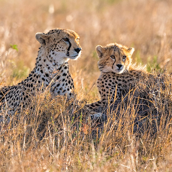 Geparden-Mutter mit ihrem Jungen