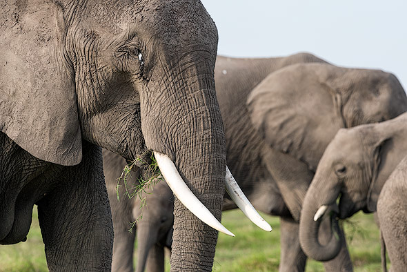 Close up shots of Elephants at Amboseli NP