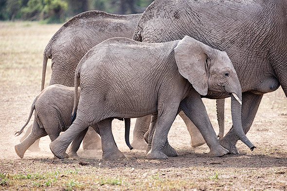 Elefanten-Family