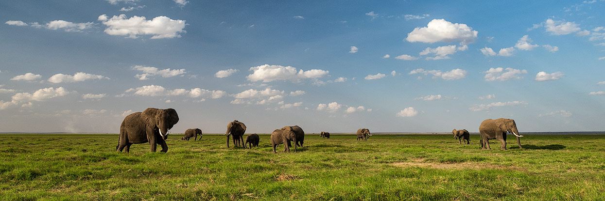 Der Amboseli NP ist bekannt für Elefanten mit langen Stosszähne