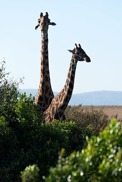 Giraffe mating behind the bushes