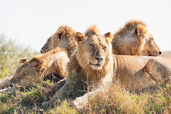 Eine Gruppe junger männlicher Löwen