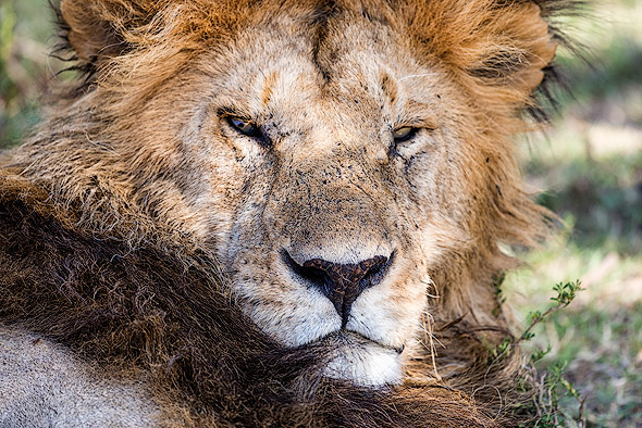 Close up shot of a male Lion