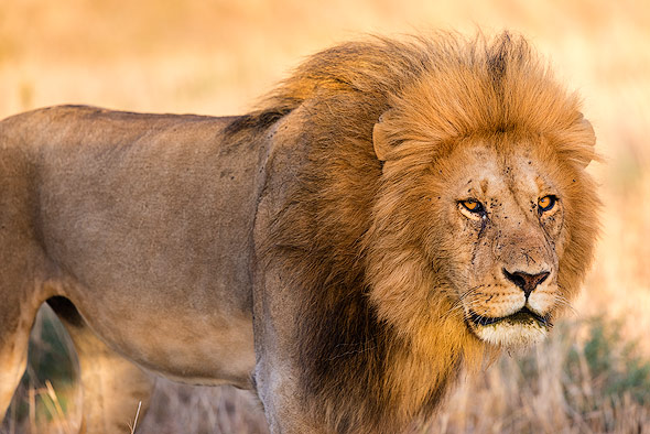 A male lion in the early morning light