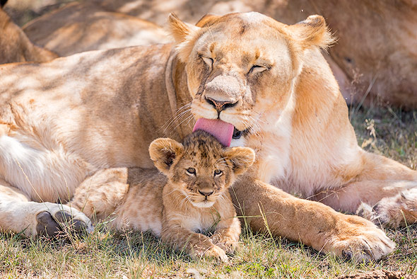 Lioness used her tongue to clean one of her cubs