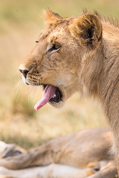 Löwin streckt ihre Zunge