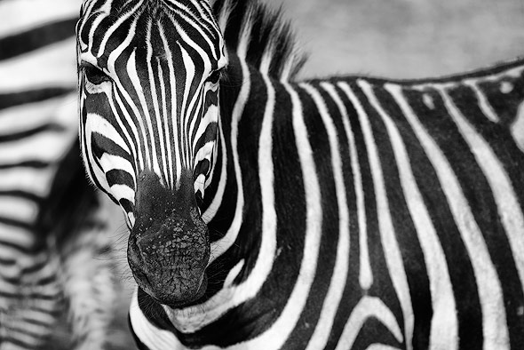Close up shot of a Zebra
