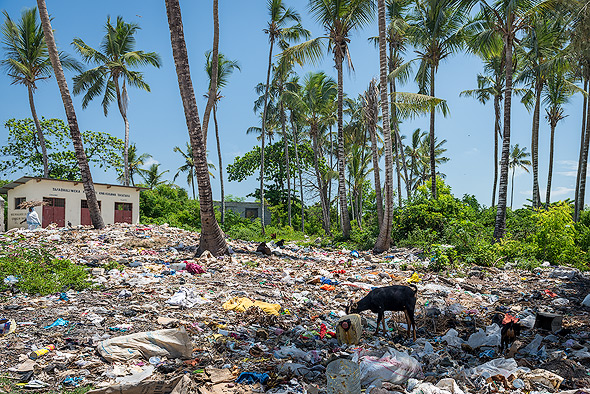 Behind the beach, the palm trees grow out of the garbage dumps
